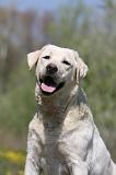 LABRADOR 994